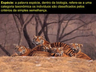 Espécie: a palavra espécie, dentro da biologia, refere-se a uma
categoria taxonômica os indivíduos são classificados pelos
critérios da simples semelhança.
 