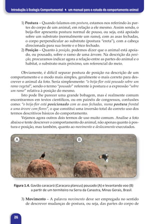26
Introdução à Ecologia Comportamental ♦ um manual para o estudo do comportamento animal
1) Postura – Quando falamos em postura, estamos nos referindo às par-
tes do corpo de um animal, em relação a ele mesmo. Assim sendo, o
beija-flor apresenta postura normal de pouso, ou seja, está apoiado
sobre um substrato (normalmente um ramo), com as asas fechadas,
o corpo perpendicular ao substrato (postura “ereta”), com a cabeça
direcionada para sua frente e o bico fechado.
2) Posição – Quanto à posição, podemos dizer que o animal está apoia-
do, ou pousado, sobre o ramo de uma árvore. Na descrição da posi-
ção, procuramos indicar agora a relação entre as partes do animal e o
habitat, o substrato mais próximo, um referencial do meio.
Obviamente, é difícil separar postura de posição na descrição de um
comportamento e o modo mais simples, geralmente o mais correto para des-
crever o animal da foto. Seria simplesmente: “o beija-flor está pousado sobre um
ramo vegetal”, sendo o termo “pousado” referente à postura e a expressão “sobre
um ramo” relativa à posição do mesmo.
Isto pode lhe parecer uma grande bobagem, mas é realmente comum
encontrarmos em textos científicos, ou em painéis de congressos, confusões
como: “o beija-flor está posicionado com as asas fechadas, numa postura frontal
a uma árvore com flores”, o que constitui uma inversão total do correto uso dos
termos descritivos básicos do comportamento.
Vejamos agora outros dois termos de uso muito comum. Analise a foto
abaixo e tente descrever o comportamento do animal, não apenas quanto à pos-
tura e posição, mas também, quanto ao movimento e deslocamento executados.
A B
Figura 1.4. Gavião caracará (Caracara plancus) pousado (A) e levantando voo (B)
a partir de um termiteiro na Serra da Canastra, Minas Gerais, Brasil.
3) Movimento – A palavra movimento deve ser empregada no sentido
de descrever mudanças de postura, ou seja, das partes do corpo de
 
