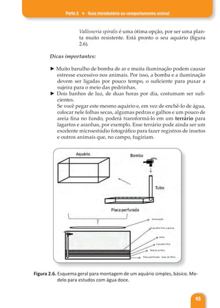 Parte 2 ♦ Guia introdutório ao comportamento animal
45
Vallisneria spiralis é uma ótima opção, por ser uma plan-
ta muito resistente. Está pronto o seu aquário (figura
2.6).
Dicas importantes:
► Muito barulho de bomba de ar e muita iluminação podem causar
estresse excessivo nos animais. Por isso, a bomba e a iluminação
devem ser ligadas por pouco tempo, o suficiente para puxar a
sujeira para o meio das pedrinhas.
► Dois banhos de luz, de duas horas por dia, costumam ser sufi-
cientes.
Se você pegar este mesmo aquário e, em vez de enchê-lo de água,
colocar nele folhas secas, algumas pedras e galhos e um pouco de
areia fina no fundo, poderá transformá-lo em um terrário para
lagartos e aranhas, por exemplo. Esse terrário pode ainda ser um
excelente microestúdio fotográfico para fazer registros de insetos
e outros animais que, no campo, fugiriam.
iluminação
Cascalho fino e grosso
areia
Cascalho fino
Manta acrílica
Placa perfurada - base do filtro
Figura 2.6. Esquema geral para montagem de um aquário simples, básico. Mo-
delo para estudos com água doce.
 