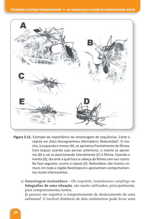 54
Introdução à Ecologia Comportamental ♦ um manual para o estudo do comportamento animal
Figura 2.11. Exemplo da importância da amostragem de sequências. Corte e
cópula em Zelus leucogrammus (Hemiptera: Reduviidae)7
. O ma-
cho, à esquerda e menor (A), se aproxima frontalmente da fêmea.
Com toques usando suas pernas anteriores, o macho se aproxi-
ma (B) e vai se posicionando lateralmente (C) à fêmea, fazendo a
monta (D), durante a qual toca a cabeça da fêmea com seu rostro.
Na fase seguinte, ocorre a cópula (E). Reduvídeos são insetos co-
muns em toda a região Neotropical e apresentam comportamen-
tos muito interessantes.
c) Amostragem instantânea – Os snapshots, instantaneous samplings ou
fotografias de uma situação, são muito utilizados, principalmente,
para comportamentos lentos.
Já pensou em registrar o comportamento de deslocamento de uma
anêmona? A incrível distância de dois centímetros pode levar uma
 