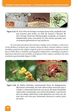 60
Introdução à Ecologia Comportamental ♦ um manual para o estudo do comportamento animal
A B C
Figura 2.13. A. Uma trilha de formigas-correição (army-ants), predando tudo
que encontra pela frente, no chão de savanas e florestas. B.
Uma formiga Ponerinae (Pachycondyla), predando um besouro
(Staphilinidae) sobre uma planta. C. Uma aranha Lycosidae com
um pequeno gafanhoto em suas quelíceras.
Se você quer um pouco de romance, intriga, sexo e drogas, a vida sexu-
al das abelhas e as flores que visitam, cheias de óleos, resinas, odores e outros
produtos químicos de origem vegetal, pode ser exatamente o que procura (fi-
gura 2.14A). Mas se mistério, perseguições implacáveis, estratégias ousadas e
agressivas deixam você excitado, as disputas entre vespas e aranhas são uma
excelente oportunidade (figura 2.14B).
A B
Figura 2.14. A. Abelha Halictidae inspecionando flores de Malpiguiaceae
(Byrsonima intermedia), de onde retirará óleos essenciais para a
criação e o desenvolvimento de suas larvas. B. Vespa Pompilidae
capturando e paralisando uma aranha (Araneidae), a qual levará
para um abrigo subterrâneo, onde depositará seu único ovo, do
qual sairá uma larva que, lentamente, devorará a aranha, parte
por parte.
 