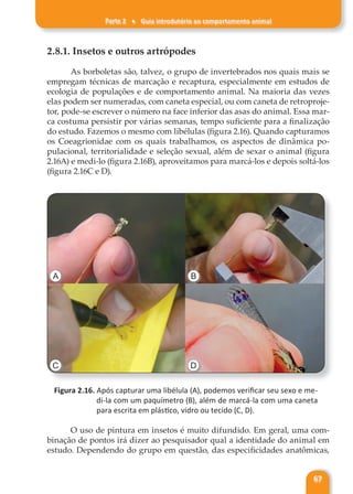 Parte 2 ♦ Guia introdutório ao comportamento animal
67
2.8.1. Insetos e outros artrópodes
As borboletas são, talvez, o grupo de invertebrados nos quais mais se
empregam técnicas de marcação e recaptura, especialmente em estudos de
ecologia de populações e de comportamento animal. Na maioria das vezes
elas podem ser numeradas, com caneta especial, ou com caneta de retroproje-
tor, pode-se escrever o número na face inferior das asas do animal. Essa mar-
ca costuma persistir por várias semanas, tempo suficiente para a finalização
do estudo. Fazemos o mesmo com libélulas (figura 2.16). Quando capturamos
os Coeagrionidae com os quais trabalhamos, os aspectos de dinâmica po-
pulacional, territorialidade e seleção sexual, além de sexar o animal (figura
2.16A) e medi-lo (figura 2.16B), aproveitamos para marcá-los e depois soltá-los
(figura 2.16C e D).
A B
C D
Figura 2.16. Após capturar uma libélula (A), podemos verificar seu sexo e me-
di-la com um paquímetro (B), além de marcá-la com uma caneta
para escrita em plástico, vidro ou tecido (C, D).
O uso de pintura em insetos é muito difundido. Em geral, uma com-
binação de pontos irá dizer ao pesquisador qual a identidade do animal em
estudo. Dependendo do grupo em questão, das especificidades anatômicas,
 