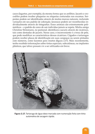 Parte 2 ♦ Guia introdutório ao comportamento animal
71
casos (lagartos, por exemplo), da mesma forma que os anfíbios. Jacarés e cro-
codilos podem receber plaquetas ou etiquetas costuradas nas escamas. Ser-
pentes podem ser identificadas através de muitas marcas naturais, incluindo
variações em seu padrão de coloração. Jararacas podem ser reconhecidas in-
dividualmente através de fotografias. Esses animais são extremamente poli-
mórficos – o padrão de cores de um indivíduo jamais se repete. Minha amiga
Christine Strüsmann, no pantanal, identificava sucuris através de cicatrizes,
tais como dentadas de jacarés. Nesse caso, o inconveniente é a troca de pele,
que pode modificar as características dessas cicatrizes. Cágados e tartarugas
podem receber placas de identificação em suas carapaças ou serem pintados
com números, como fazemos para insetos (figura 2.17). Mais recentemente,
tenho recebido informações sobre tintas especiais, subcutâneas, ou implantes
plásticos, que talvez possam vir a ser utilizados em breve.
Figura 2.17. Tartaruga de água-doce marcada com numeração feita com tinta
automotiva de secagem rápida.
 