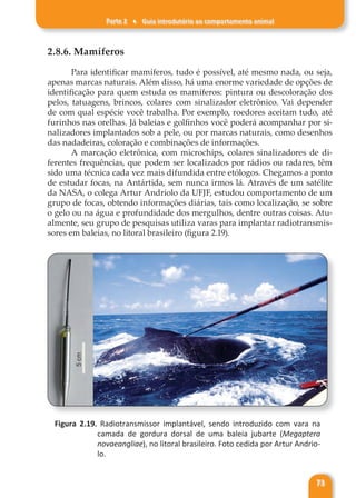 Parte 2 ♦ Guia introdutório ao comportamento animal
73
2.8.6. Mamíferos
Para identificar mamíferos, tudo é possível, até mesmo nada, ou seja,
apenas marcas naturais. Além disso, há uma enorme variedade de opções de
identificação para quem estuda os mamíferos: pintura ou descoloração dos
pelos, tatuagens, brincos, colares com sinalizador eletrônico. Vai depender
de com qual espécie você trabalha. Por exemplo, roedores aceitam tudo, até
furinhos nas orelhas. Já baleias e golfinhos você poderá acompanhar por si-
nalizadores implantados sob a pele, ou por marcas naturais, como desenhos
das nadadeiras, coloração e combinações de informações.
A marcação eletrônica, com microchips, colares sinalizadores de di-
ferentes frequências, que podem ser localizados por rádios ou radares, têm
sido uma técnica cada vez mais difundida entre etólogos. Chegamos a ponto
de estudar focas, na Antártida, sem nunca irmos lá. Através de um satélite
da NASA, o colega Artur Andriolo da UFJF, estudou comportamento de um
grupo de focas, obtendo informações diárias, tais como localização, se sobre
o gelo ou na água e profundidade dos mergulhos, dentre outras coisas. Atu-
almente, seu grupo de pesquisas utiliza varas para implantar radiotransmis-
sores em baleias, no litoral brasileiro (figura 2.19).
Figura 2.19. Radiotransmissor implantável, sendo introduzido com vara na
camada de gordura dorsal de uma baleia jubarte (Megaptera
novaeangliae), no litoral brasileiro. Foto cedida por Artur Andrio-
lo.
 
