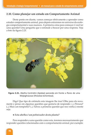 78
Introdução à Ecologia Comportamental ♦ um manual para o estudo do comportamento animal
2.10. Como planejar um estudo em Comportamento Animal
Deste ponto em diante, vamos começar efetivamente a aprender como
estudar comportamento animal, para depois entrarmos no universo da ecolo-
gia comportamental e suas nuances. A primeira coisa para começar é você ter
uma questão! Uma pergunta que o estimule a buscar por uma resposta. Veja
a foto da figura 2.21.
Figura 2.21. Abelha Centridini (Apidae) pairando em frente a flores de uma
Malpighiaceae (Peixotoa tomentosa).
Diga! Que tipo de estímulo esta imagem lhe traz! Olhe para ela nova-
mente e pense em algumas questões que gostaria de responder. (...) Pensou?
(...) Mais um tempinho? (...) Talvez a primeira questão que nos venha à mente
seja:
● Esta abelha é um polinizador desta planta?
Para responder a uma questão como esta, teremos necessariamente que
responder questões relacionadas com o comportamento animal, por exemplo:
 