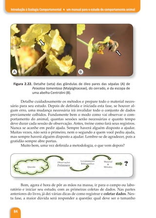 84
Introdução à Ecologia Comportamental ♦ um manual para o estudo do comportamento animal
A B
Figura 2.22. Detalhe (seta) das glândulas de óleo pares das sépalas (A) de
Peixotoa tomentosa (Malpighiaceae), do cerrado, e da escopa de
uma abelha Centridini (B).
Detalhe cuidadosamente os métodos e prepare todo o material neces-
sário para seu estudo. Depois de definida e iniciada esta fase, se houver al-
gum erro, uma mudança necessária irá invalidar todo o conjunto de dados
previamente colhidos. Fundamente bem o modo como vai observar o com-
portamento do animal, quantas sessões serão necessárias e quanto tempo
deve durar cada sessão de observação. Antes, treine como fará seus registros.
Nunca se acanhe em pedir ajuda. Sempre haverá alguém disposto a ajudar.
Muitas vezes, não será o primeiro, nem o segundo a quem você pediu ajuda,
mas sempre haverá alguém disposto a ajudar. Lembre-se de agradecer, pois a
gratidão sempre abre portas.
Muito bem, uma vez definida a metodologia, o que vem depois?
Questão
Observações
Preliminares
Levantamento
Bibliográfico
Material
&
Métodos
Bom, agora é hora de pôr as mãos na massa, ir para o campo ou labo-
ratório e iniciar seu estudo, com as primeiras coletas de dados. Nas partes
anteriores do livro, já dei várias dicas de como registrar e coletar dados. Nes-
ta fase, a maior dúvida será responder a questão: qual deve ser o tamanho
 