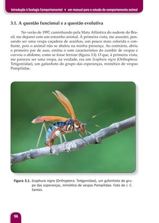 96
Introdução à Ecologia Comportamental ♦ um manual para o estudo do comportamento animal
3.1. A questão funcional e a questão evolutiva
No verão de 1997, caminhando pela Mata Atlântica do sudeste do Bra-
sil, me deparei com um estranho animal. À primeira vista, me assustei, pen-
sando ser uma vespa caçadora de aranhas, um pouco mais colorida e con-
fiante, pois o animal não se abalou na minha presença. Ao contrário, abriu
o primeiro par de asas, emitiu o som característico do zumbir de vespas e
curvou o abdome, como se fosse ferroar (figura 3.1). O que, à primeira vista,
me pareceu ser uma vespa, na verdade, era um Scaphura nigra (Orthoptera:
Tetigoniidae), um gafanhoto do grupo das esperanças, mimético de vespas
Pompilidae.
Figura 3.1. Scaphura nigra (Orthoptera: Tetigoniidae), um gafanhoto do gru-
po das esperanças, mimético de vespas Pompilidae. Foto de J. C.
Santos.
 