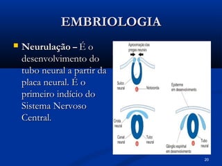 20
EMBRIOLOGIA
EMBRIOLOGIA
 Neurulação
Neurulação –
– É o
É o
desenvolvimento do
desenvolvimento do
tubo neural a partir da
tubo neural a partir da
placa neural. É o
placa neural. É o
primeiro indício do
primeiro indício do
Sistema Nervoso
Sistema Nervoso
Central
Central.
.
 