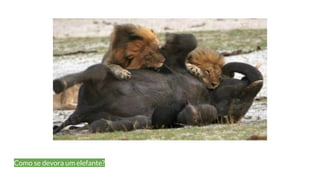 Como se devora um elefante?
 