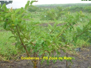 Goiabeiras – PB Zona da Mata
 