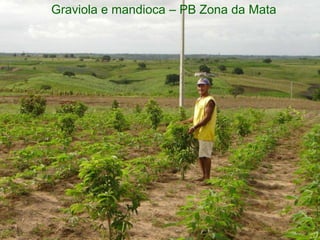 Graviola e mandioca – PB Zona da Mata
 