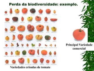 Perda da biodiversidade: exemplo.
Variedades crioulas de tomate
Principal Variedade
comercial
 