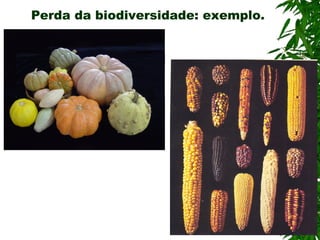 Perda da biodiversidade: exemplo.

 