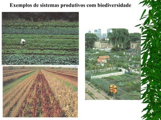 Exemplos de sistemas produtivos com biodiversidade

 