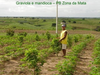 Graviola e mandioca – PB Zona da Mata

 