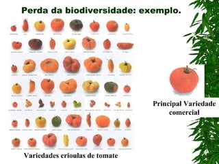 Perda da biodiversidade: exemplo.

Principal Variedade
comercial

Variedades crioulas de tomate

 