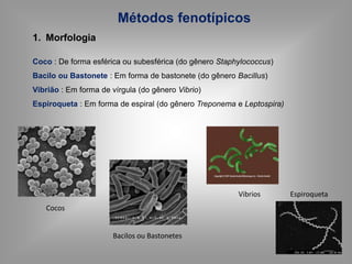 Métodos fenotípicos
1. Morfologia
Coco : De forma esférica ou subesférica (do gênero Staphylococcus)
Bacilo ou Bastonete : Em forma de bastonete (do gênero Bacillus)
Vibrião : Em forma de vírgula (do gênero Vibrio)
Espiroqueta : Em forma de espiral (do gênero Treponema e Leptospira)
Bacilos ou Bastonetes
Cocos
Vibrios Espiroqueta
 