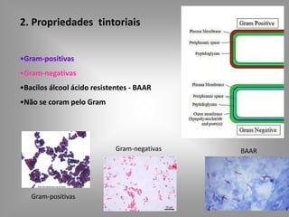 2. Propriedades tintoriais
•Gram-positivas
•Gram-negativas
•Bacilos álcool ácido resistentes - BAAR
•Não se coram pelo Gram
Gram-positivas
Gram-negativas BAAR
 