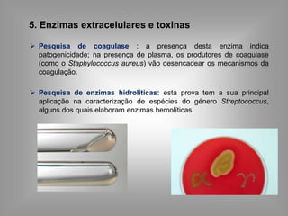  Pesquisa de coagulase : a presença desta enzima indica
patogenicidade; na presença de plasma, os produtores de coagulase
(como o Staphylococcus aureus) vão desencadear os mecanismos da
coagulação.
 Pesquisa de enzimas hidrolíticas: esta prova tem a sua principal
aplicação na caracterização de espécies do género Streptococcus,
alguns dos quais elaboram enzimas hemolíticas
5. Enzimas extracelulares e toxinas
 