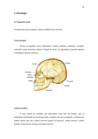 10


2. Osteologia


2.1 Esqueleto axial:


Formado pela caixa craniana, coluna vertebral caixa torácica.




Caixa craniana:

       Possui os seguintes ossos importantes: frontal, parietais, temporais, occipital,
esfenóide, nasal, lacrimais, malares ("maçãs do rosto" ou zigomático), maxilar superior
e mandíbula (maxilar inferior).




Coluna vertebral:

       É uma coluna de vértebras que apresentam cada uma um buraco, que se
sobrepõem constituindo um canal que aloja a medula nervosa ou espinhal; é dividida em
regiões típicas que são: coluna cervical (região do pescoço), coluna torácica, coluna
lombar, coluna sacral, coluna cocciciana (cóccix).
 