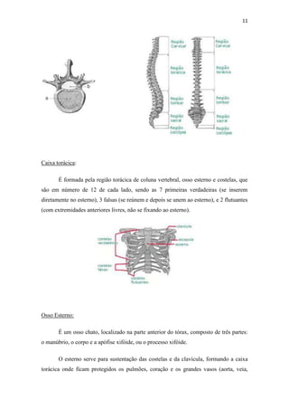 11




Caixa torácica:

       É formada pela região torácica de coluna vertebral, osso esterno e costelas, que
são em número de 12 de cada lado, sendo as 7 primeiras verdadeiras (se inserem
diretamente no esterno), 3 falsas (se reúnem e depois se unem ao esterno), e 2 flutuantes
(com extremidades anteriores livres, não se fixando ao esterno).




Osso Esterno:

       É um osso chato, localizado na parte anterior do tórax, composto de três partes:
o manúbrio, o corpo e a apófise xifóide, ou o processo xifóide.

       O esterno serve para sustentação das costelas e da clavícula, formando a caixa
torácica onde ficam protegidos os pulmões, coração e os grandes vasos (aorta, veia,
 