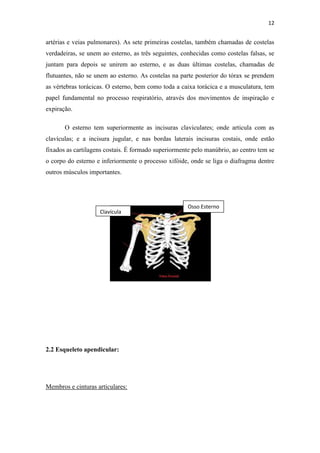 12


artérias e veias pulmonares). As sete primeiras costelas, também chamadas de costelas
verdadeiras, se unem ao esterno, as três seguintes, conhecidas como costelas falsas, se
juntam para depois se unirem ao esterno, e as duas últimas costelas, chamadas de
flutuantes, não se unem ao esterno. As costelas na parte posterior do tórax se prendem
as vértebras torácicas. O esterno, bem como toda a caixa torácica e a musculatura, tem
papel fundamental no processo respiratório, através dos movimentos de inspiração e
expiração.

       O esterno tem superiormente as incisuras claviculares; onde articula com as
clavículas; e a incisura jugular, e nas bordas laterais incisuras costais, onde estão
fixados as cartilagens costais. É formado superiormente pelo manúbrio, ao centro tem se
o corpo do esterno e inferiormente o processo xifóide, onde se liga o diafragma dentre
outros músculos importantes.




                                                      Osso Esterno
                    Clavícula




2.2 Esqueleto apendicular:




Membros e cinturas articulares:
 