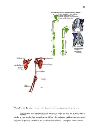 14




Classificação dos ossos: os ossos são classificados de acordo com a sua forma em:

       Longos: têm duas extremidades ou epífises; o corpo do osso é a diáfise; entre a
diáfise e cada epífise fica a metáfise. A diáfise é formada por tecido ósseo compacto,
enquanto a epífise e a metáfise, por tecido ósseo esponjoso. Exemplos: fêmur, úmero.
 