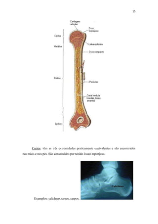 15




       Curtos: têm as três extremidades praticamente equivalentes e são encontrados
nas mãos e nos pés. São constituídos por tecido ósseo esponjoso.




        Exemplos: calcâneo, tarsos, carpos.
 