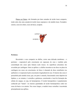 16




       Planos ou Chatos: são formados por duas camadas de tecido ósseo compacto,
tendo entre elas uma camada de tecido ósseo esponjoso e de medula óssea. Exemplos:
esterno, ossos do crânio, ossos da bacia, escápula.




Periósteo:

       Revestindo o osso compacto na diáfise, existe uma delicada membrana - o
periósteo - responsável pelo crescimento em espessura do osso e também pela
consolidação dos ossos após fraturas (calo ósseo). As superfícies articulares são
revestidas por cartilagem. Entre as epífises e a diáfise encontra-se um disco ou placa de
cartilagem nos ossos em crescimento, tal disco é chamado de disco metafisário (ou
epifisário) e é responsável pelo crescimento longitudinal do osso. O interior dos ossos é
preenchido pela medula óssea, que, em parte é amarela, funcionando como depósito de
lipídeos, e, no restante, é vermelha e gelatinosa, constituindo o local de formação das
células do sangue, ou seja, de hematopoiese. O tecido hemopoiético é popularmente
conhecido por "tutano". As maiores quantidades de tecido hematopoiético estão nos
ossos da bacia e no esterno. Nos ossos longos, a medula óssea vermelha é encontrada
principalmente nas epífises.
 
