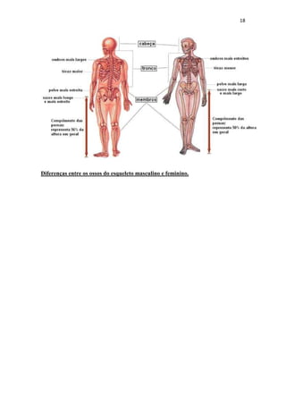 18




Diferenças entre os ossos do esqueleto masculino e feminino.
 