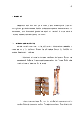 19




3. Junturas



       Articulação nada mais é do que a união de duas ou mais peças ósseas ou
cartilaginosas, por meio de feixes fibrosos ou fibrocartilaginosos, apresentando ou não
movimentos, esses movimentos podem ser amplos ou limitados e podem ainda se
combinar para formar outros tipos de movimento.




3.1 Classificações das Junturas:
       Junturas Fibrosas (sinartroses): são as junturas por continuidade onde os ossos se
unem por um tecido conjuntivo fibroso. As articulações fibrosas são divididas em
suturas, sindesmoses e gonfoses.

              . sindesmose (presença de membrana interóssea): são junturas fibrosas que
       unem ossos à distância. Ex: entre os corpos do radio e ulna / tíbia e fíbula; entre
       os arcos e entre os processos das vértebras.




              · sutura: as extremidades dos ossos têm interdigitações ou sulcos, que os
       mantêm íntima e firmemente unidos. Conseqüentemente, as fibras de conexão
 