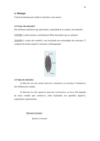 23


4. Miologia
É parte da anatomia que estuda os músculos e seus anexos.



4.1 O que são músculos?
São estruturas anatômicas que apresentam a capacidade de se contrair, sob estímulos.

VENTRE é a parte carnosa, constituída por fibras musculares que se contraem.

TENDÃO é a parte não contrátil e esta localizado nas extremidades dos músculos. É
composto de tecido conjuntivo resistente e esbranquiçado.




4.2 Tipos de músculos:
       a) Músculos da vida animal (músculos voluntários ou estriados): Contraem-se
por influência da vontade.

       b) Músculos da vida vegetativa (músculos involuntários ou lisos): Não depende
da nossa vontade para contrair-se, estão localizados nos aparelhos digestivo,
respiratórios e geniturinário.




               Músculos Estriados:

                       Quanto à situação:
 