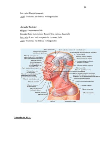 34


     Inervação: Ramos temporais
     Ação: Traciona o pavilhão da orelha para cima




     Auricular Posterior:
     Origem: Processo mastóide
     Inserção: Parte mais inferior da superfície craniana da concha
     Inervação: Ramo auricular posterior do nervo facial
     Ação: Traciona o pavilhão da orelha para trás




Músculos da ATM:
 