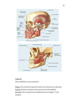 35




Temporal:
Passa medialmente ao arco zigomático.


Origem: Face externa do temporal (escama), face interna do arco zigomático
Inserção: Processo coronoide e face anterior do ramo da mandíbula
Inervação: Nervo temporal (ramo mandibular do nervo trigêmio - 5º par
craniano)
 