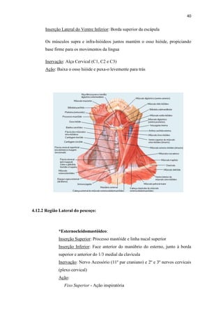 40


      Inserção Lateral do Ventre Inferior: Borda superior da escápula

      Os músculos supra e infra-hióideos juntos mantém o osso hióide, propiciando
      base firme para os movimentos da língua

      Inervação: Alça Cervical (C1, C2 e C3)
      Ação: Baixa o osso hióide e puxa-o levemente para trás




4.12.2 Região Lateral do pescoço:



             *Esternocleidomastóideo:
             Inserção Superior: Processo mastóide e linha nucal superior
             Inserção Inferior: Face anterior do manúbrio do esterno, junto à borda
             superior e anterior do 1/3 medial da clavícula
             Inervação: Nervo Acessório (11º par craniano) e 2º e 3º nervos cervicais
             (plexo cervical)
             Ação:
                Fixo Superior - Ação inspiratória
 
