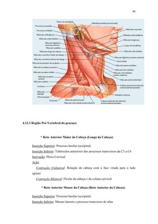 42




4.12.3 Região Pré-Vertebral do pescoço:



              * Reto Anterior Maior da Cabeça (Longo da Cabeça):

      Inserção Superior: Processo basilar (occipital)
      Inserção Inferior: Tubérculos anteriores dos processos transversos da C3 a C6
      Inervação: Plexo Cervical
      Ação:
         Contração Unilateral: Rotação da cabeça com a face virada para o lado
      oposto
         Contração Bilateral: Flexão da cabeça e da coluna cervical

               * Reto Anterior Menor da Cabeça (Reto Anterior da Cabeça):

      Inserção Superior: Processo basilar (occipital)
      Inserção Inferior: Massas laterais e processo transverso de atlas
 