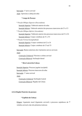 43


      Inervação: 1º nervo cervical
      Ação: Aproxima a cabeça do atlas

              * Longo do Pescoço:

      * Porção Oblíquo Superior (Descendente)
         Inserção Superior: Tubérculo anterior do atlas
         Inserção Inferior: Tubérculo anterior dos processos transversos da C3 e C5
      * Porção Oblíquo Inferior (Ascendente)
         Inserção Superior: Tubérculo anterior dos processos transversos da C5 e C6
         Inserção Inferior: Corpos vertebrais da T1 e T3
      * Porção Vertical (Longitudinal)
         Inserção Superior: Corpos vertebrais de C2 a C4
         Inserção Inferior: Corpos vertebrais de C5 até T3

      Inervação: Ramos anteriores dos 4 primeiros nervos cervicais
      Ação:
         Contração Unilateral: Flexiona a coluna cervical
         Contração Bilateral: Inclinação lateral

              * Reto Lateral da Cabeça:

      Inserção Superior: Processo jugular (occipital)
      Inserção Inferior: Processo transverso do atlas
      Inervação: 1º ramo cervical
      Ação:
         Contração Unilateral: Inclinação Lateral
         Contração Bilateral: Rigidez da Coluna




4.12.4 Região Posterior do pescoço:


              * Esplênio da Cabeça:

      Origem: Ligamento nucal (ligamento cervical) e processos espinhosos da 7ª
      vértebra cervical e das três primeiras torácicas
 