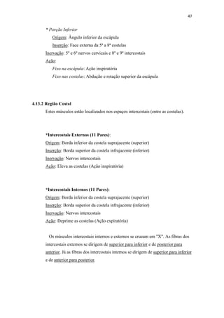 47


      * Porção Inferior
          Origem: Ângulo inferior da escápula
          Inserção: Face externa da 5ª a 8ª costelas
      Inervação: 5º e 6º nervos cervicais e 8º e 9º intercostais
      Ação:
          Fixo na escápula: Ação inspiratória
          Fixo nas costelas: Abdução e rotação superior da escápula




4.13.2 Região Costal
      Estes músculos estão localizados nos espaços intercostais (entre as costelas).




      *Intercostais Externos (11 Pares):
      Origem: Borda inferior da costela suprajacente (superior)
      Inserção: Borda superior da costela infrajacente (inferior)
      Inervação: Nervos intercostais
      Ação: Eleva as costelas (Ação inspiratória)




      *Intercostais Internos (11 Pares):
      Origem: Borda inferior da costela suprajacente (superior)
      Inserção: Borda superior da costela infrajacente (inferior)
      Inervação: Nervos intercostais
      Ação: Deprime as costelas (Ação expiratória)


        Os músculos intercostais internos e externos se cruzam em "X". As fibras dos
      intercostais externos se dirigem de superior para inferior e de posterior para
      anterior. Já as fibras dos intercostais internos se dirigem de superior para inferior
      e de anterior para posterior.
 