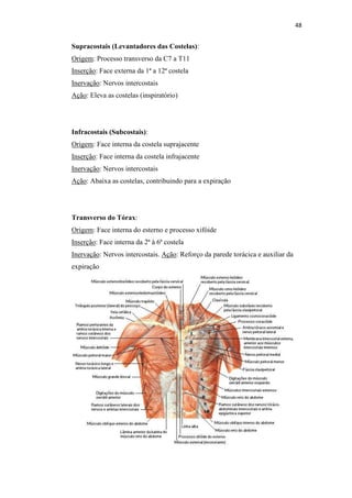 48


Supracostais (Levantadores das Costelas):
Origem: Processo transverso da C7 a T11
Inserção: Face externa da 1ª a 12ª costela
Inervação: Nervos intercostais
Ação: Eleva as costelas (inspiratório)




Infracostais (Subcostais):
Origem: Face interna da costela suprajacente
Inserção: Face interna da costela infrajacente
Inervação: Nervos intercostais
Ação: Abaixa as costelas, contribuindo para a expiração




Transverso do Tórax:
Origem: Face interna do esterno e processo xifóide
Inserção: Face interna da 2ª à 6ª costela
Inervação: Nervos intercostais. Ação: Reforço da parede torácica e auxiliar da
expiração
 