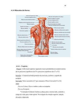 49


4.14 Músculos do Dorso:




      4.14.1 - Trapézio:
      Origem: Linha nucal superior, ligamento nucal, protuberância occipital externa
     até os processos espinhosos da C6 e processos espinhosos da C7 a T12

     Inserção: 1/3 lateral da borda posterior da clavícula, acrômio e espinha da
     escápula
     Inervação: Nervo acessório (11º par craniano) e Plexo Cervical (C3 e C4)
     Ação:
         Fixo na Coluna: Eleva o ombro e aduz as escápulas
         Fixo na Escápula:
             * Contração Unilateral: Inclina a cabeça para o mesmo lado, rodando o
     campo de visão para o lado oposto. Na escápula faz rotação superior, adução,
     elevação e depressão
 
