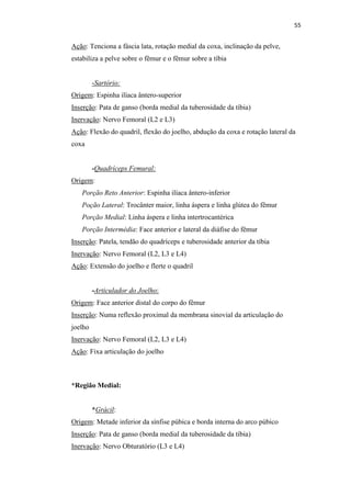 55


Ação: Tenciona a fáscia lata, rotação medial da coxa, inclinação da pelve,
estabiliza a pelve sobre o fêmur e o fêmur sobre a tíbia


         -Sartório:
Origem: Espinha ilíaca ântero-superior
Inserção: Pata de ganso (borda medial da tuberosidade da tíbia)
Inervação: Nervo Femoral (L2 e L3)
Ação: Flexão do quadril, flexão do joelho, abdução da coxa e rotação lateral da
coxa


         -Quadríceps Femural:
Origem:
   Porção Reto Anterior: Espinha ilíaca ântero-inferior
   Poção Lateral: Trocânter maior, linha áspera e linha glútea do fêmur
   Porção Medial: Linha áspera e linha intertrocantérica
   Porção Intermédia: Face anterior e lateral da diáfise do fêmur
Inserção: Patela, tendão do quadríceps e tuberosidade anterior da tíbia
Inervação: Nervo Femoral (L2, L3 e L4)
Ação: Extensão do joelho e flerte o quadril


         -Articulador do Joelho:
Origem: Face anterior distal do corpo do fêmur
Inserção: Numa reflexão proximal da membrana sinovial da articulação do
joelho
Inervação: Nervo Femoral (L2, L3 e L4)
Ação: Fixa articulação do joelho



*Região Medial:


         *Grácil:
Origem: Metade inferior da sínfise púbica e borda interna do arco púbico
Inserção: Pata de ganso (borda medial da tuberosidade da tíbia)
Inervação: Nervo Obturatório (L3 e L4)
 