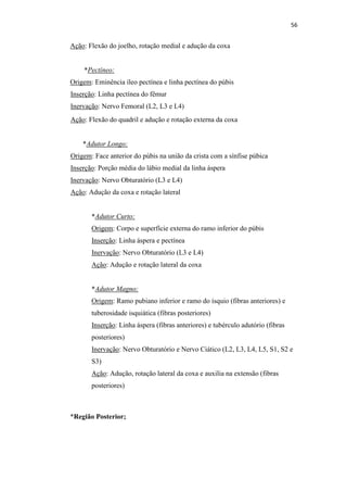 56


Ação: Flexão do joelho, rotação medial e adução da coxa


    *Pectíneo:
Origem: Eminência íleo pectínea e linha pectínea do púbis
Inserção: Linha pectínea do fêmur
Inervação: Nervo Femoral (L2, L3 e L4)
Ação: Flexão do quadril e adução e rotação externa da coxa


    *Adutor Longo:
Origem: Face anterior do púbis na união da crista com a sínfise púbica
Inserção: Porção média do lábio medial da linha áspera
Inervação: Nervo Obturatório (L3 e L4)
Ação: Adução da coxa e rotação lateral


       *Adutor Curto:
       Origem: Corpo e superfície externa do ramo inferior do púbis
       Inserção: Linha áspera e pectínea
       Inervação: Nervo Obturatório (L3 e L4)
       Ação: Adução e rotação lateral da coxa


       *Adutor Magno:
       Origem: Ramo pubiano inferior e ramo do ísquio (fibras anteriores) e
       tuberosidade isquiática (fibras posteriores)
       Inserção: Linha áspera (fibras anteriores) e tubérculo adutório (fibras
       posteriores)
       Inervação: Nervo Obturatório e Nervo Ciático (L2, L3, L4, L5, S1, S2 e
       S3)
       Ação: Adução, rotação lateral da coxa e auxilia na extensão (fibras
       posteriores)



*Região Posterior;
 