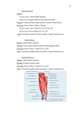 57


       Bíceps Femural:
Origem:
   Porção Longa: Tuberosidade isquiática
   Poção Curta: Região lateral da linha áspera do fêmur
Inserção: Cabeça da fíbula (região lateral) e côndilo lateral da tíbia
Inervação: Nervo Ciático (Tibial e Fibular)
   Porção Longa: Nervo Tibial (L4, L5, S1, S2 e S3)
   Poção Curta: Nervo Fibular (L5, S1 e S2)
Ação: Extensão do quadril, flexão do joelho e rotação lateral da coxa


            Semitendinoso:
Origem: Tuberosidade isquiática
Inserção: Pata de ganso (borda medial da tuberosidade da tíbia)
Inervação: Nervo Ciático - Tibial (L5, S1 e S2)
Ação: Extensão do quadril, flexão do joelho e rotação medial da coxa


       Semimembranoso:
Origem: Tuberosidade isquiática
Inserção: Côndilo medial da tíbia
Inervação: Nervo Ciático - Tibial (L5, S1 e S2)
Ação: Extensão do quadril, flexão do joelho e rotação medial da coxa
 