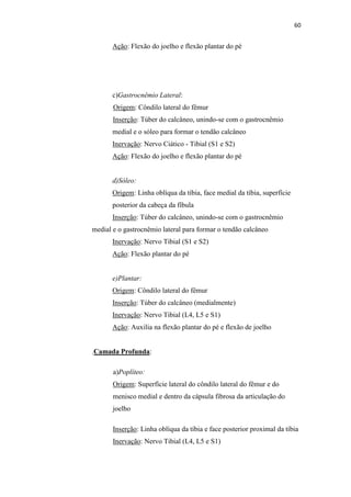 60


       Ação: Flexão do joelho e flexão plantar do pé




       c)Gastrocnêmio Lateral:
       Origem: Côndilo lateral do fêmur
       Inserção: Túber do calcâneo, unindo-se com o gastrocnêmio
       medial e o sóleo para formar o tendão calcâneo
       Inervação: Nervo Ciático - Tibial (S1 e S2)
       Ação: Flexão do joelho e flexão plantar do pé


       d)Sóleo:
       Origem: Linha oblíqua da tíbia, face medial da tíbia, superfície
       posterior da cabeça da fíbula
       Inserção: Túber do calcâneo, unindo-se com o gastrocnêmio
medial e o gastrocnêmio lateral para formar o tendão calcâneo
       Inervação: Nervo Tibial (S1 e S2)
       Ação: Flexão plantar do pé


       e)Plantar:
       Origem: Côndilo lateral do fêmur
       Inserção: Túber do calcâneo (medialmente)
       Inervação: Nervo Tibial (L4, L5 e S1)
       Ação: Auxilia na flexão plantar do pé e flexão de joelho


.Camada Profunda:

       a)Poplíteo:
       Origem: Superfície lateral do côndilo lateral do fêmur e do
       menisco medial e dentro da cápsula fibrosa da articulação do
       joelho

       Inserção: Linha oblíqua da tíbia e face posterior proximal da tíbia
       Inervação: Nervo Tibial (L4, L5 e S1)
 