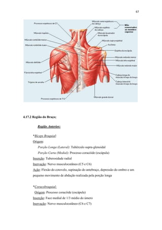 67




4.17.2 Região do Braço;

          Região Anterior:

      *Bíceps Braquial:
      Origem:
          Porção Longa (Lateral): Tubérculo supra-glenoidal
          Porção Curta (Medial): Processo coracóide (escápula)
      Inserção: Tuberosidade radial
      Inervação: Nervo musculocutâneo (C5 e C6)
      Ação: Flexão do cotovelo, supinação do antebraço, depressão do ombro e um
      pequeno movimento de abdução realizada pela porção longa


      *Coracobraquial:
       Origem: Processo coracóide (escápula)
      Inserção: Face medial de 1/3 médio do úmero
      Inervação: Nervo musculocutâneo (C6 e C7)
 