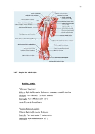 69




4.17.3 Região do Antebraço:




         Região Anterior

      *Pronador Redondo:
      Origem: Epicôndilo medial do úmero e processo coronóide da ulna
      Inserção: Face lateral do 1/3 médio do rádio
      Inervação: Nervo Mediano (C6 e C7)
      Ação: Pronação do antebraço


      *Flexor Radial do Carpo:
      Origem: Epicôndilo medial do úmero
      Inserção: Face anterior do 2º metacarpiano
      Inervação: Nervo Mediano (C6 e C7)
 