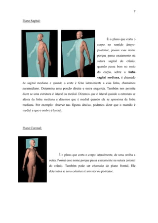 7


Plano Sagital:




                                                                   É o plano que corta o
                                                          corpo no sentido ântero-
                                                          posterior, possui esse nome
                                                          porque passa exatamente na
                                                          sutura    sagital   do   crânio;
                                                          quando passa bem no meio
                                                          do corpo, sobre a linha
                                                          sagital mediana, é chamado
de sagital mediano e quando o corte é feito lateralmente a essa linha, chamamos
paramediano. Determina uma porção direita e outra esquerda. Também nos permite
dizer se uma estrutura é lateral ou medial. Dizemos que é lateral quando a estrutura se
afasta da linha mediana e dizemos que é medial quando ela se aproxima da linha
mediana. Por exemplo: observe nas figuras abaixo, podemos dizer que o mamilo é
medial e que o ombro é lateral.




Plano Coronal:




                            É o plano que corta o corpo lateralmente, de uma orelha a
                    outra. Possui esse nome porque passa exatamente na sutura coronal
                    do crânio. Também pode ser chamado de plano frontal. Ele
                    determina se uma estrutura é anterior ou posterior.
 