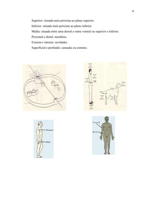 9


Superior: situada mais próxima ao plano superior.
Inferior: situada mais próxima ao plano inferior.
Média: situada entre uma dorsal e outra ventral ou superior e inferior.
Proximal e distal: membros.
Externa e interna: cavidades.
Superficial e profundo: camadas ou estratos.
 