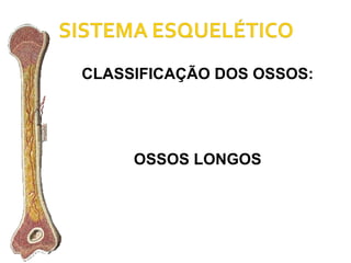 CLASSIFICAÇÃO DOS OSSOS: OSSOS LONGOS 