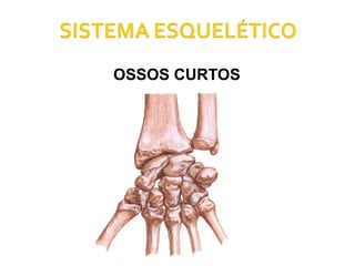 OSSOS CURTOS 